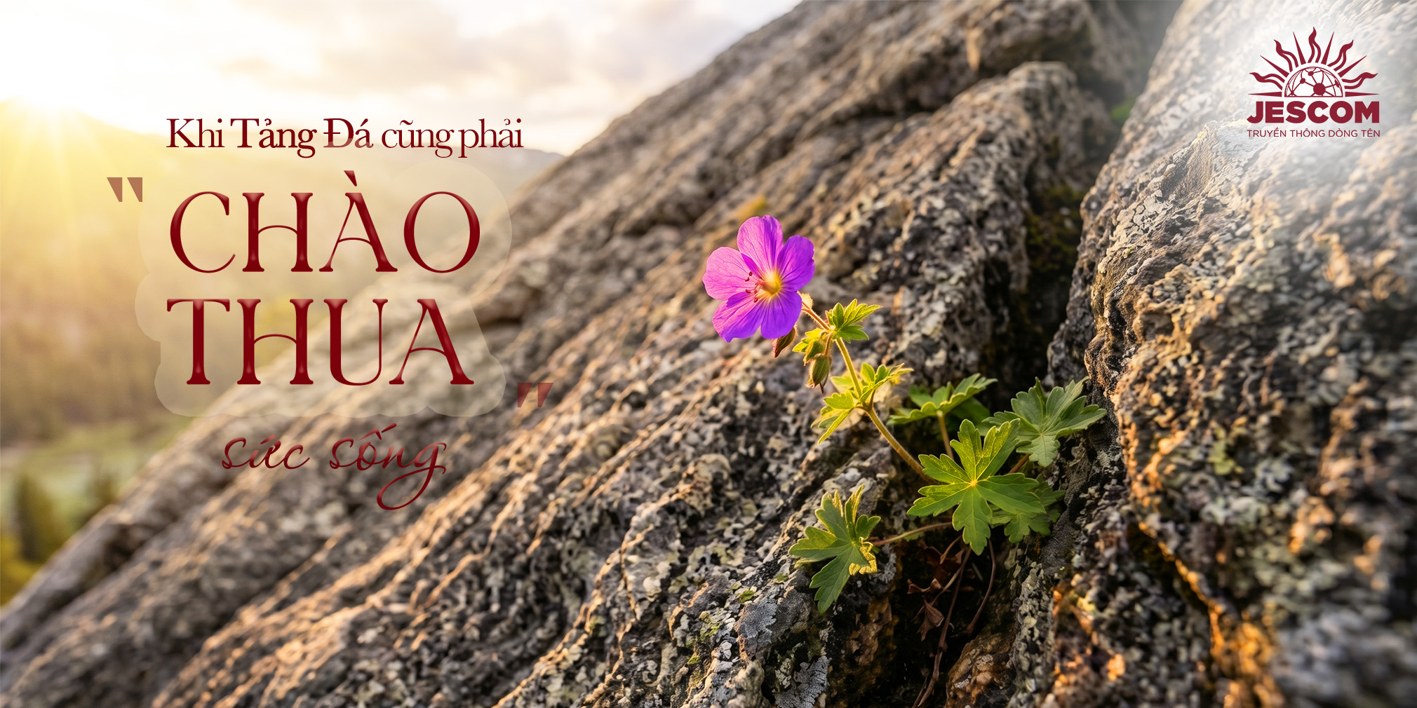 Khi tảng đá cũng phải “chào thua” sức sống